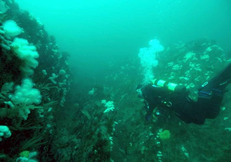 Mewstone Ledges overhang showing OC scuba diver on a reef full of deadmans fingers