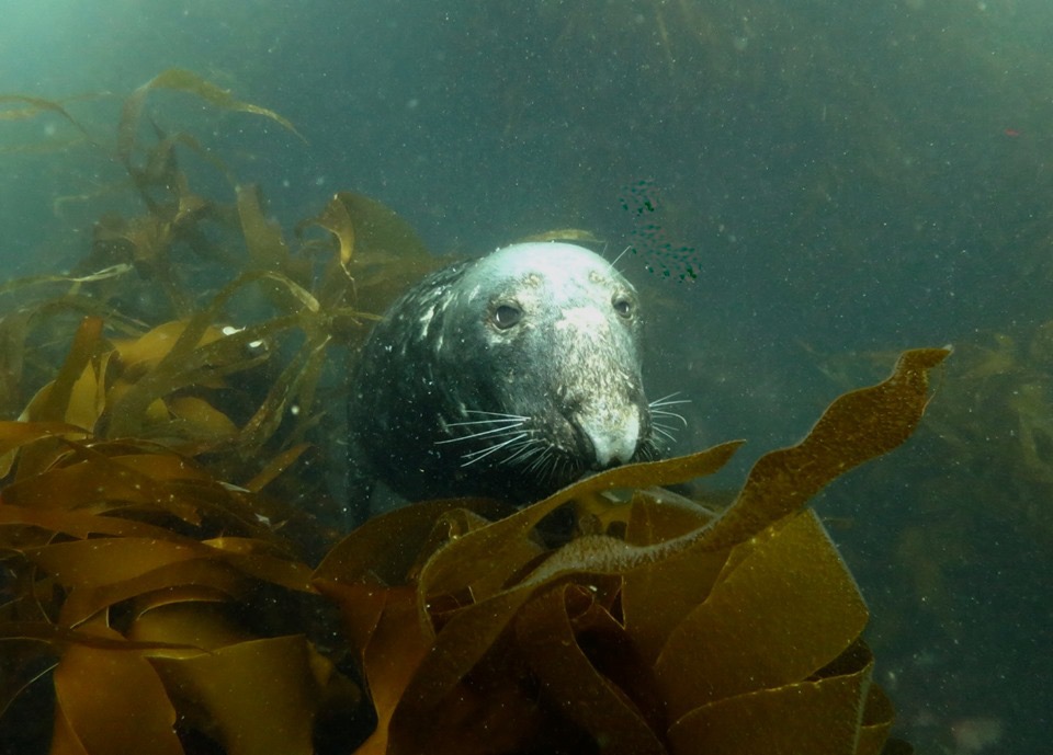 Image of a seal on the south coast